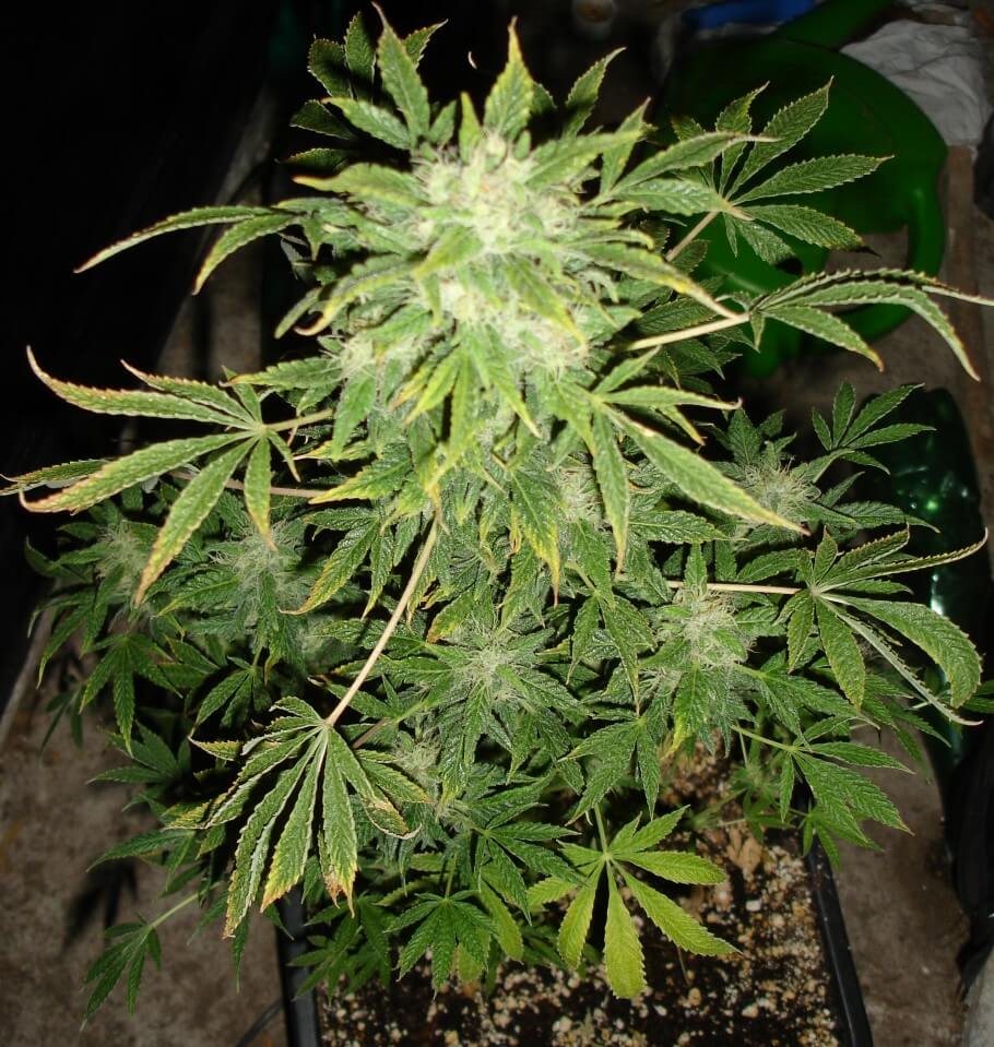 Planta de Philo Skunk invadida por microácaros