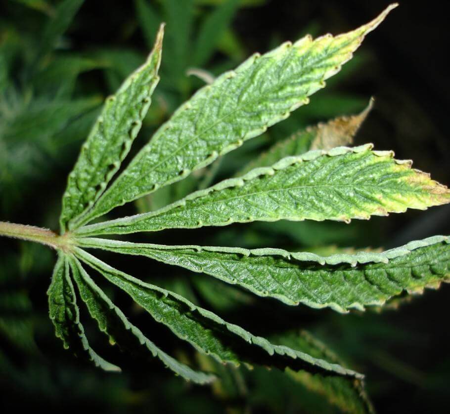 Hoja de marihuana atacada por microácaros