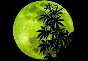 marihuana Moon