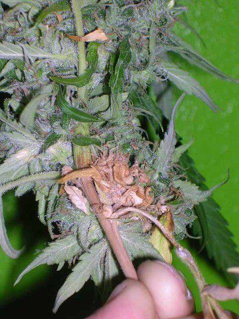 Botrytis en una planta de marihuana
