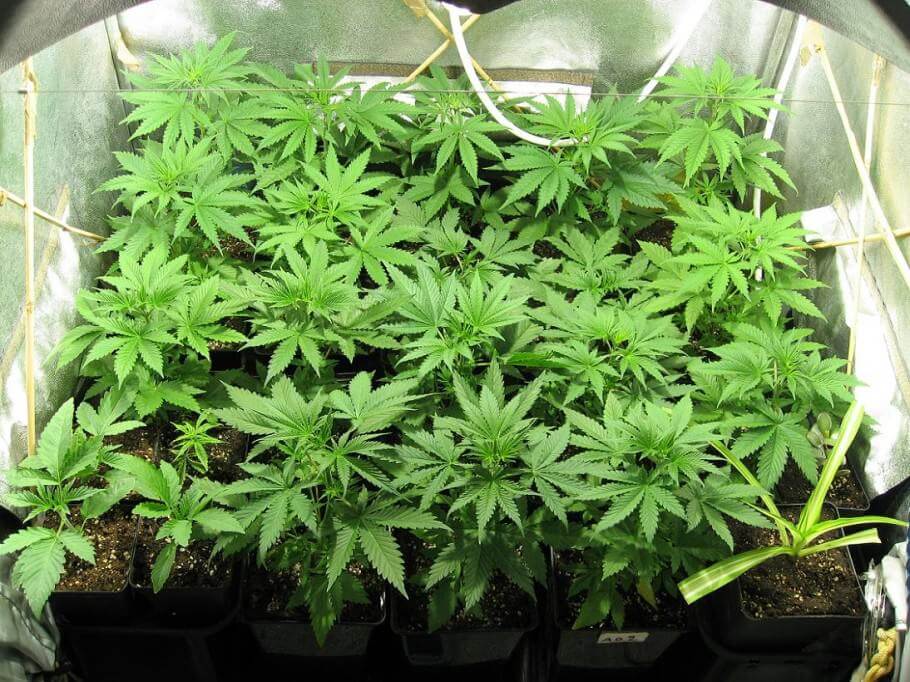 Crecimiento de marihuana en tierra