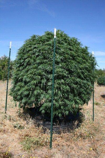 Planta de marihuana en Smart Pot