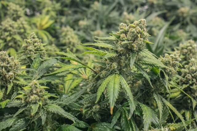 Para cosechar las plantas de cannabis en su punto óptimo de madurez suele observarse el color de los tricomas (Imagen: Alex Person)