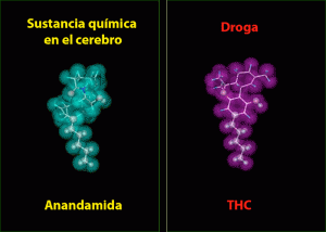 Estructura molecular THC.
