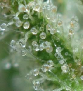 Trichome Color Chart