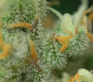 Trichome Color Chart