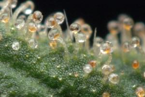 Trichome Color Chart