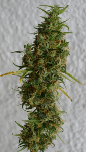 Variedad de marihuana Sativa con cogollos aereados