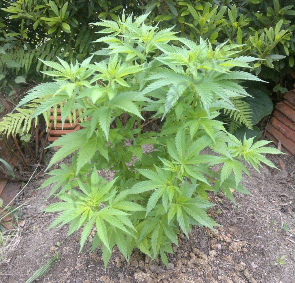  Esta planta de mermelada nepalí ha sido podada varias veces para formar un pequeño arbusto