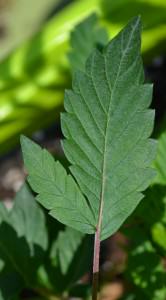 Hoja de planta estressada