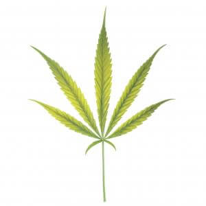 Avance de una carencia de Hierro en cannabis