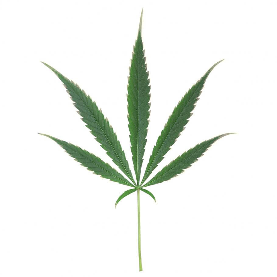 Inicio de carencia de potasio en cannabis