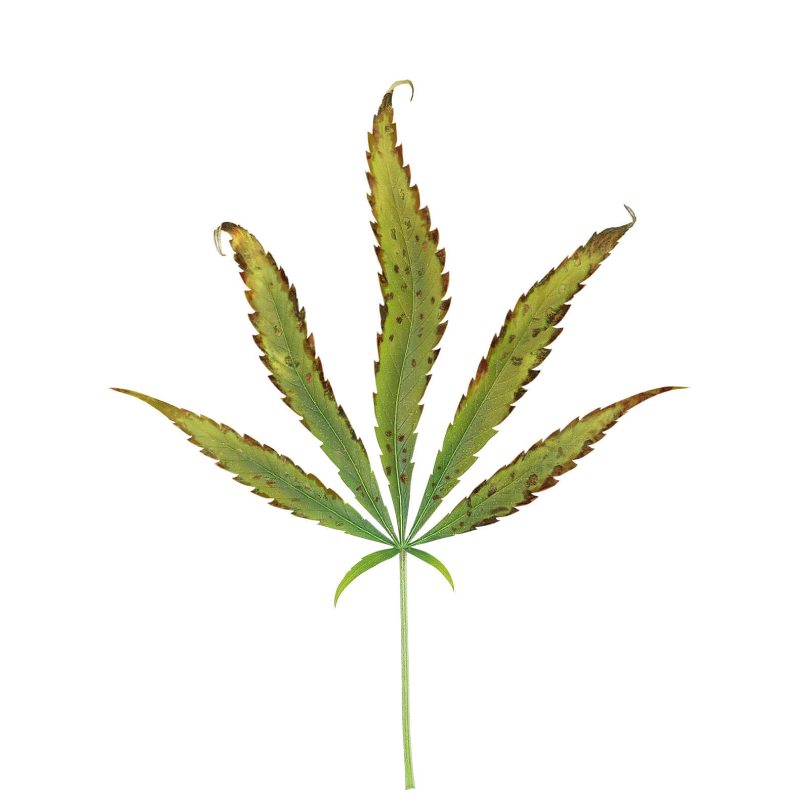 Carencia y exceso de potasio en el cultivo de marihuana