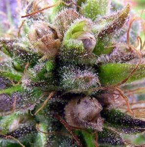 Marijuana seeds developing