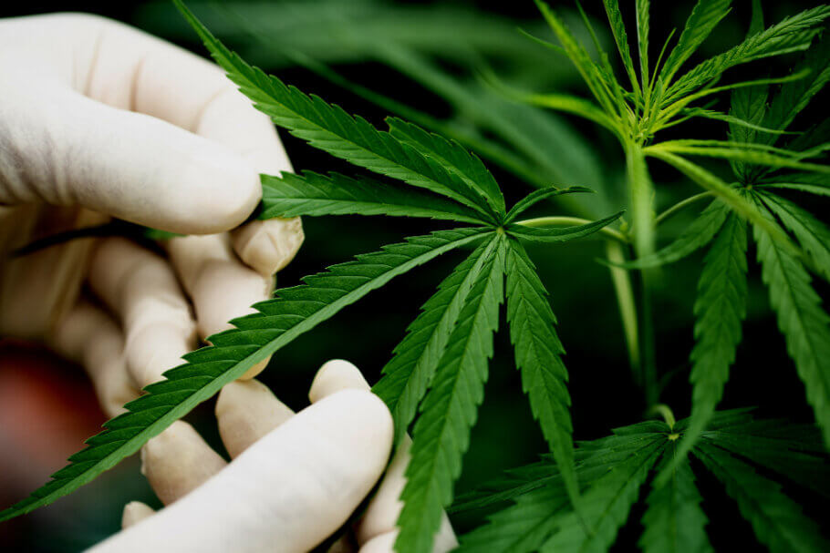 Las plantas de cannabis sanas deben mostrar hojas sin ningún tipo de amarilleamiento, que indicaría algún tipo de carencia (Imagen: jcomp)