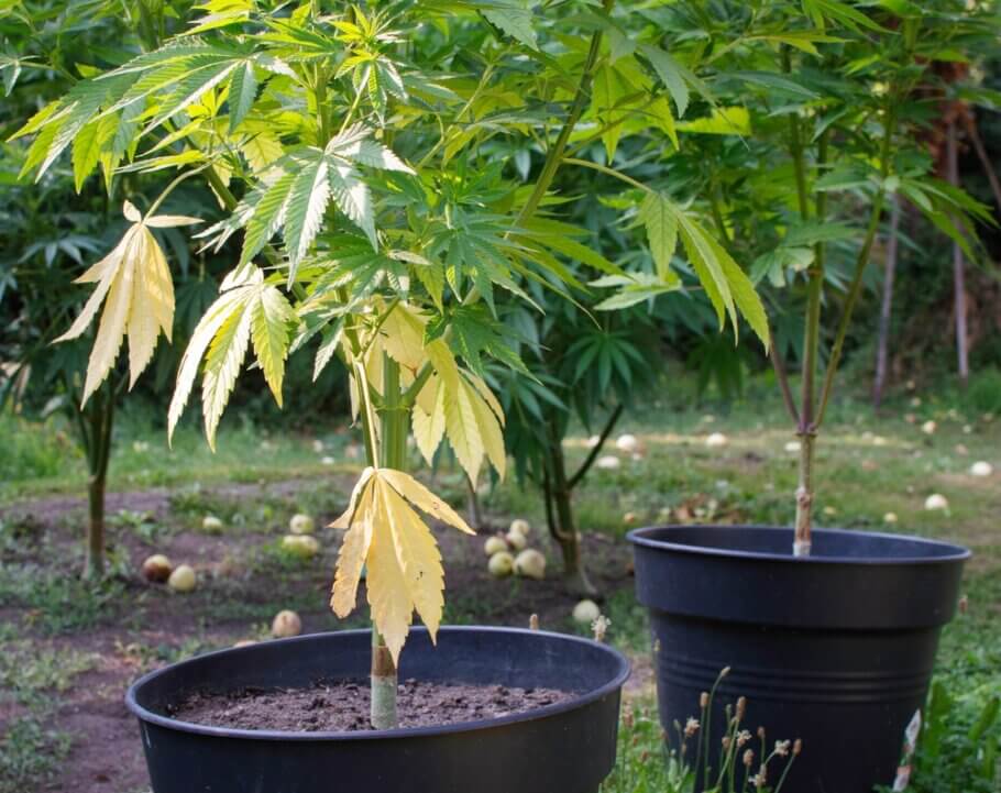 El nitrógeno es un nutriente móvil: al necesitarse para crear nuevos brotes, será tomado de las hojas más viejas de la planta si no se encuentra en el suelo