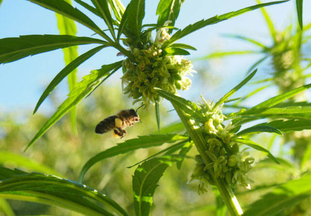 Planta de cannabis sin THC