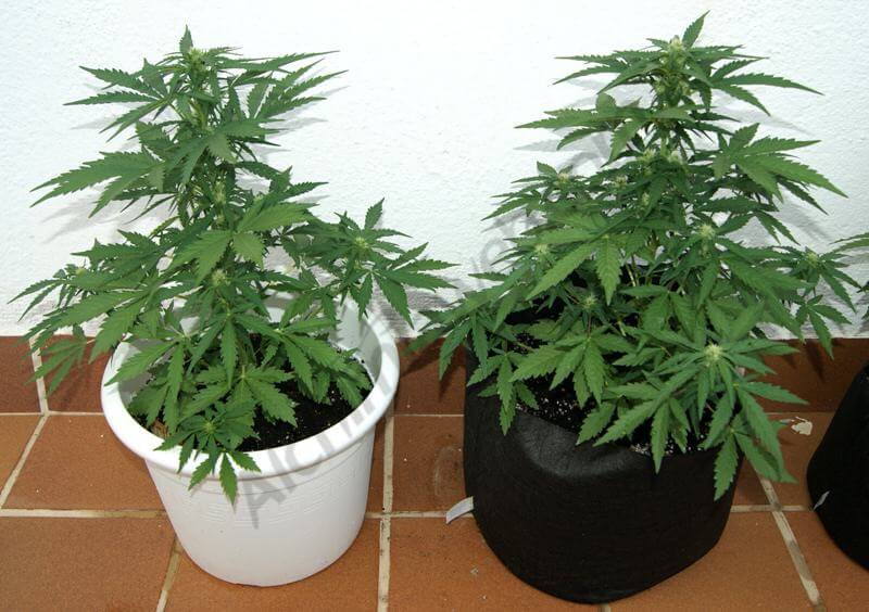 de marihuana autofloreciente en Smartpot- Alchimia Grow Shop