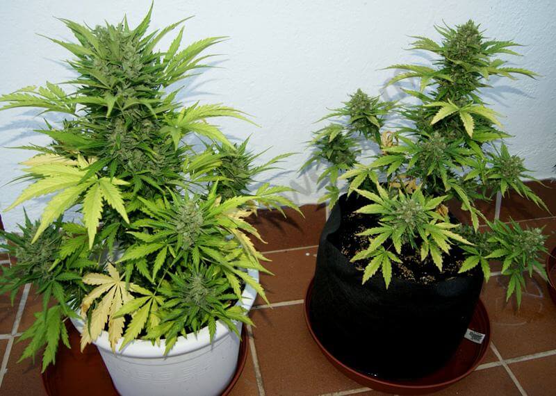 de marihuana autofloreciente en Smartpot- Alchimia Grow Shop
