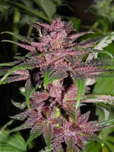 La marihuana de color púrpura (Purple)
