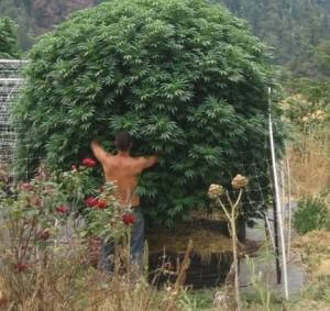 Cultivo con smart pot en exterior