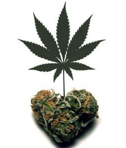 La marihuana es conjuga amb l'amor