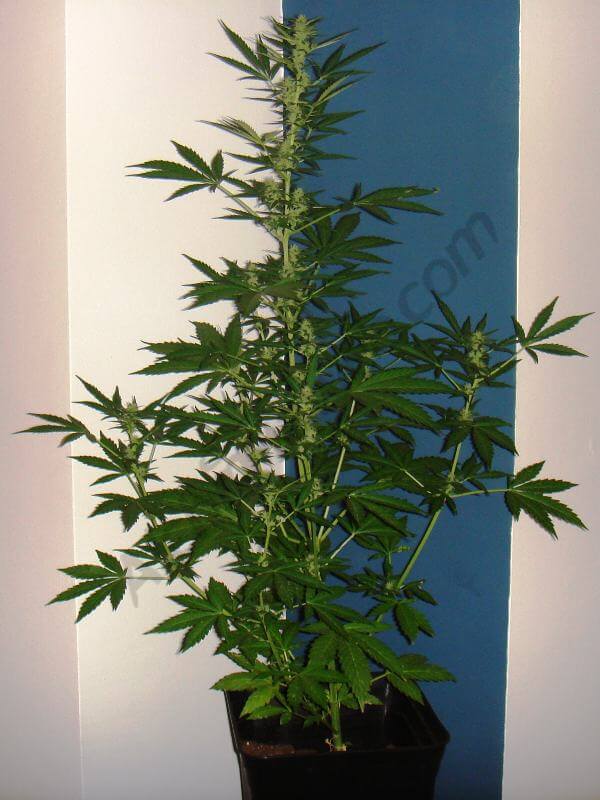 2º semana floración Planta A