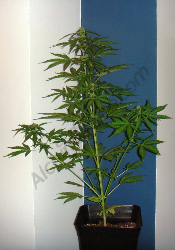 2º semana de floración planta B