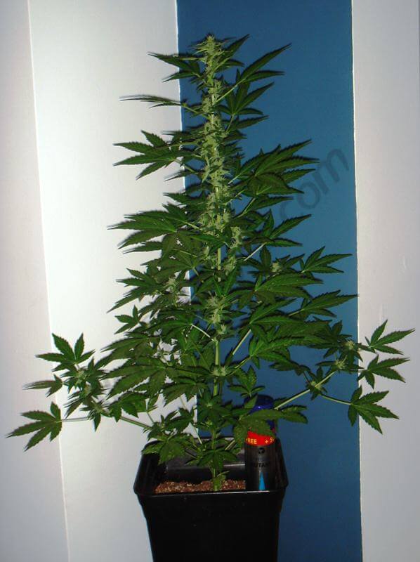 S2º semana de floración planta C