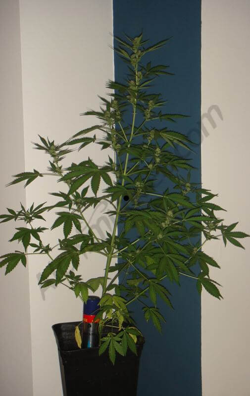 S2º semana de floración planta C