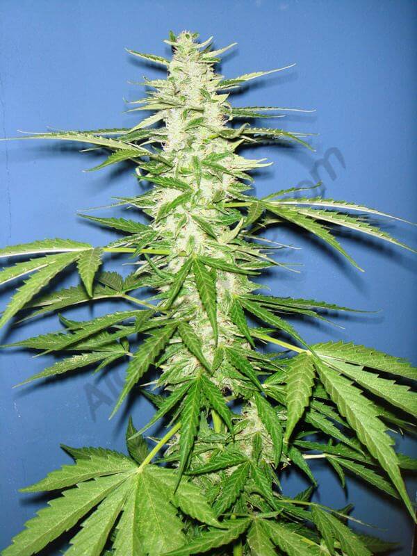 Planta Auto: Speedy Gonzales