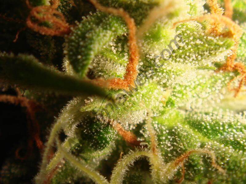 Macro tricomas mikromachine B