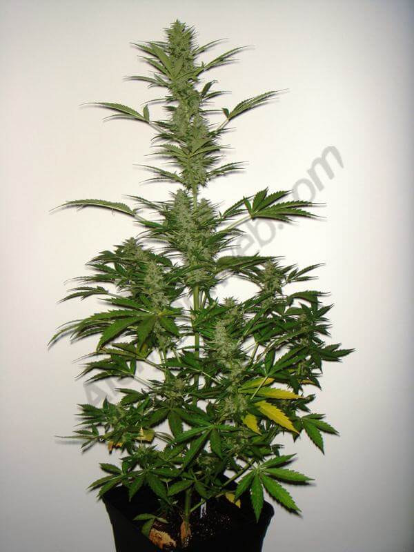 5 semana floración mikromachine A