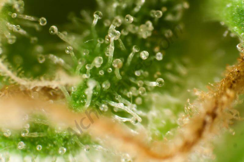 Guayita Golo Line by Philosopher Seeds