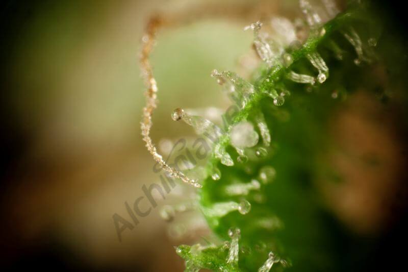 Guayita Golo Line by Philosopher Seeds