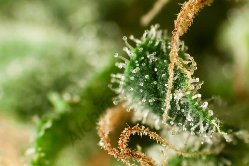 Guayita Golo Line by Philosopher Seeds