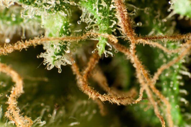 Guayita Golo Line by Philosopher Seeds