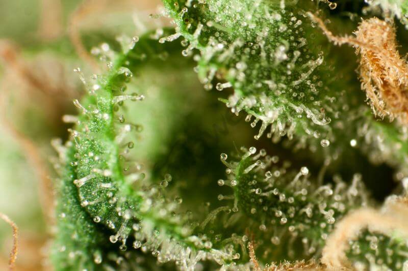 Guayita Golo Line by Philosopher Seeds