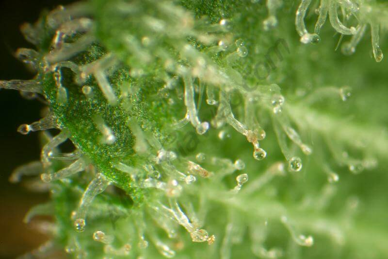 Naranchup de Golo Line by Philosopher Seeds
