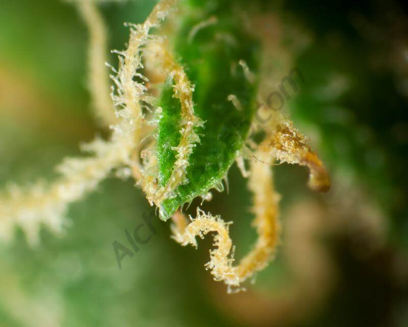Naranchup de Golo Line by Philosopher Seeds