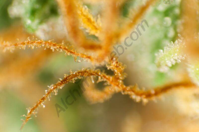 Marihuana OG x Peyote Test Line