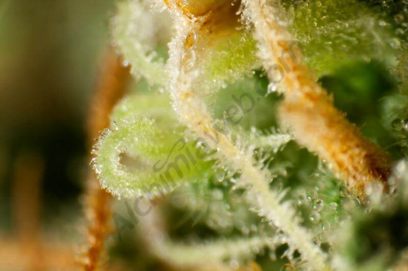Marihuana OG x Peyote Test Line
