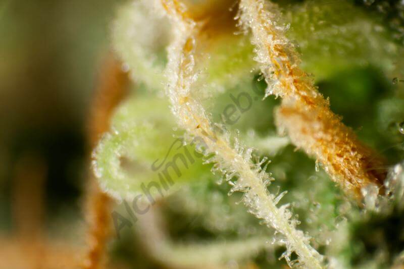 Marihuana OG x Peyote Test Line