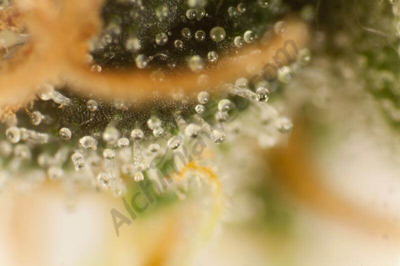 Marihuana OG x Peyote Test Line