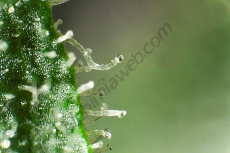 Marihuana Peyote S1 Test Line
