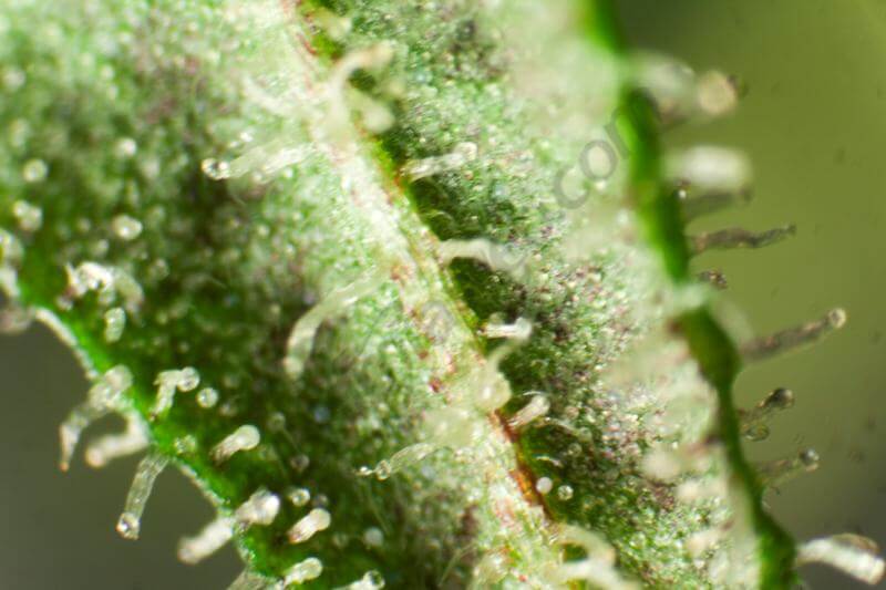 Marihuana Peyote S1 Test Line