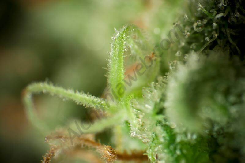 Marihuana Sugar Pop