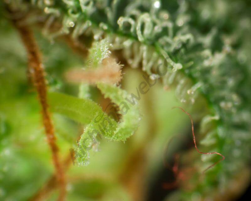 Marihuana Sugar Pop