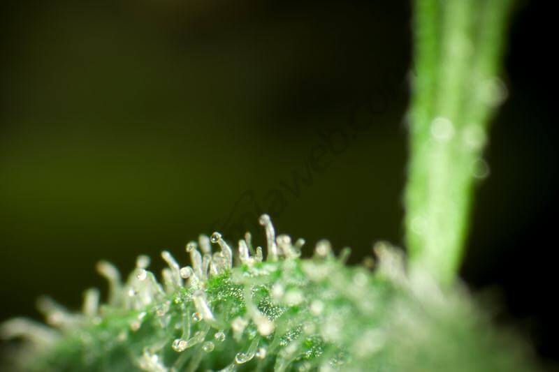 Marihuana Sugar Pop