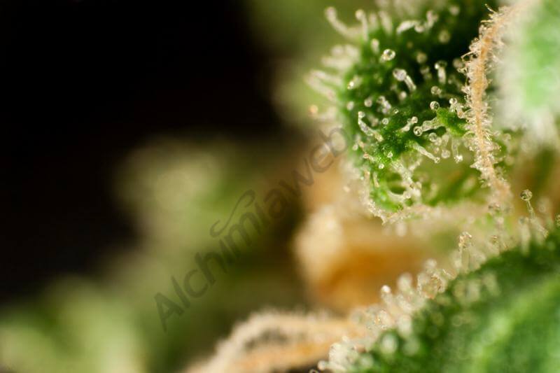Marihuana Respect15 x Juanita